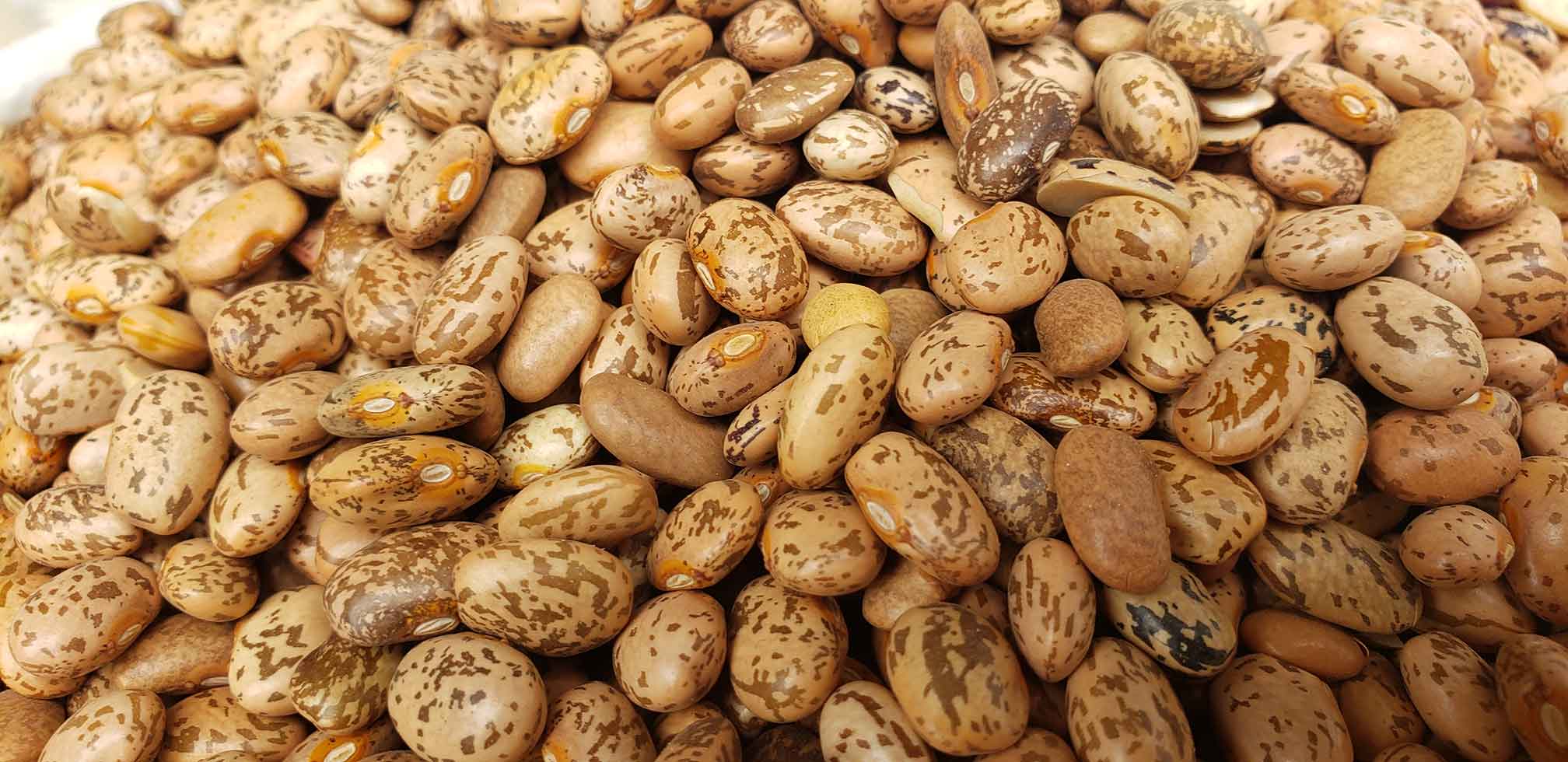 مشروع دعم إنتاج وتسويق البقوليات