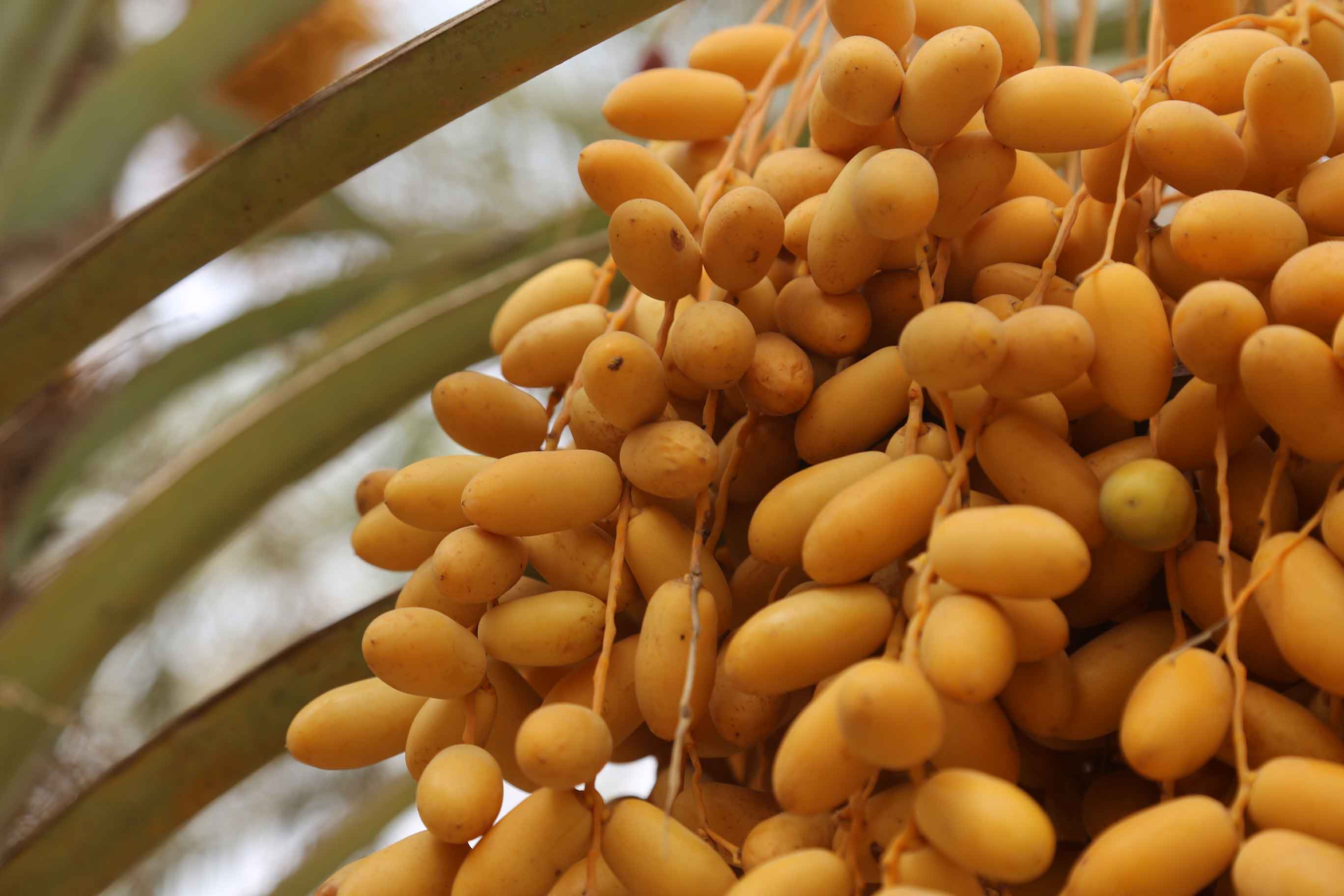 مشروع دعم إنتاج وتسويق الفواكه (أولوية التمور)