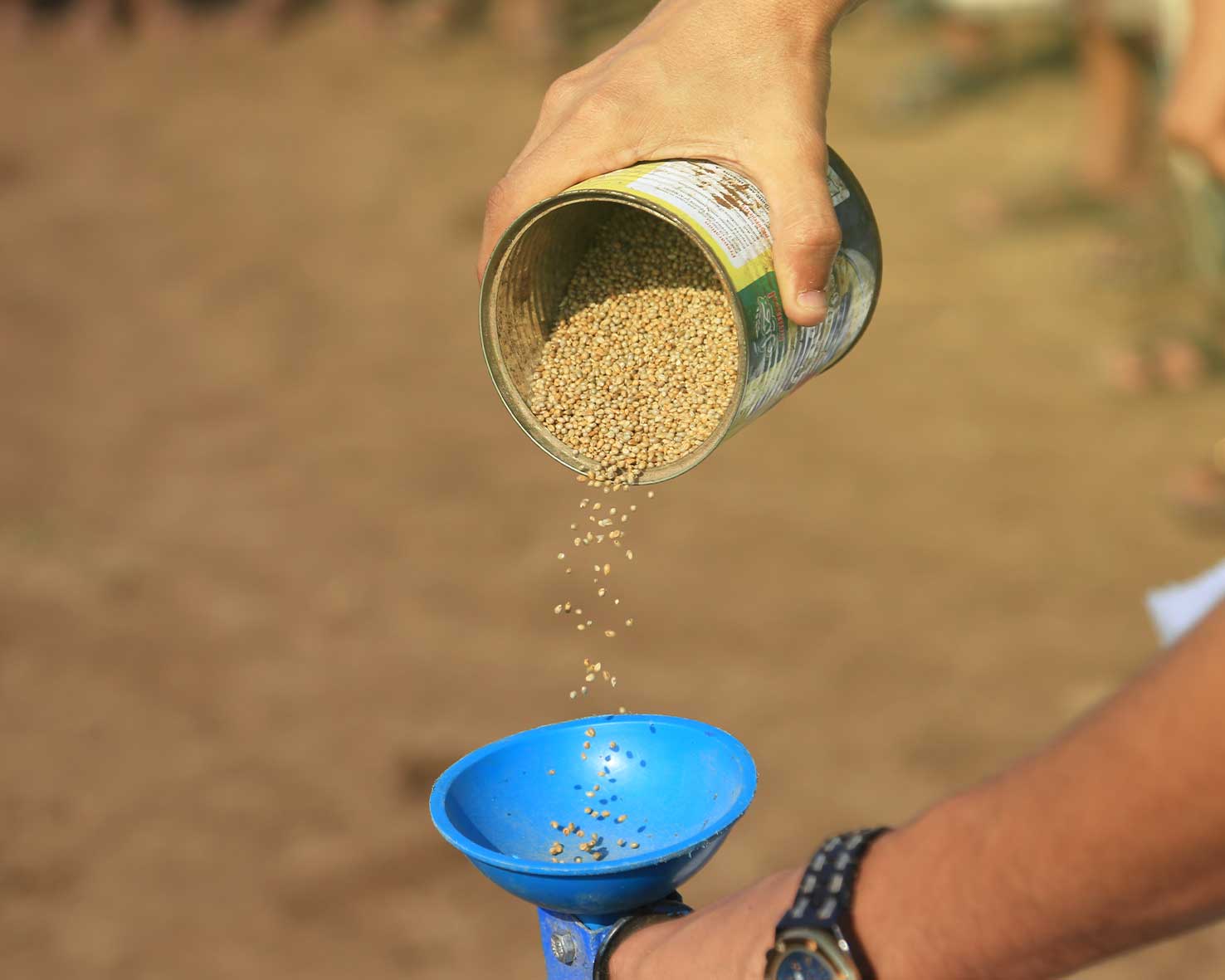 مشروع دعم إنتاج وتسويق البذور المحلية